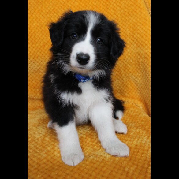 Border Collie - Both