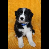 Border Collie - Both