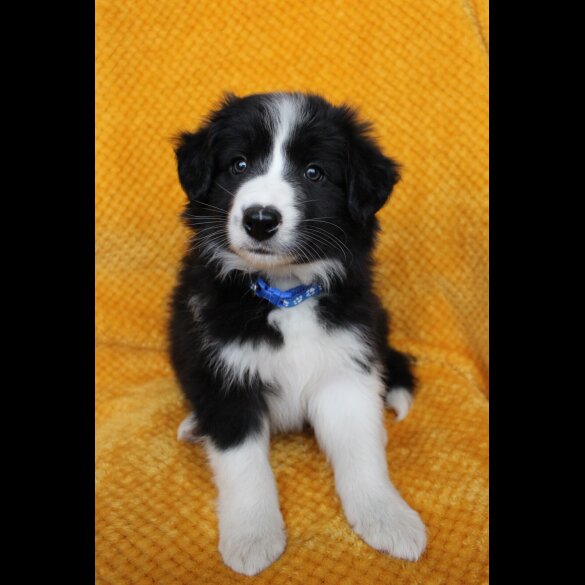 Border Collie - Both