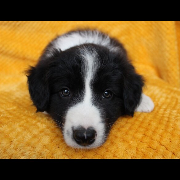 Border Collie - Both