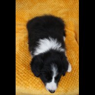 Border Collie - Both
