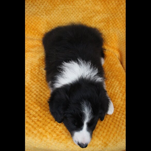 Border Collie - Both