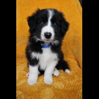 Border Collie - Both