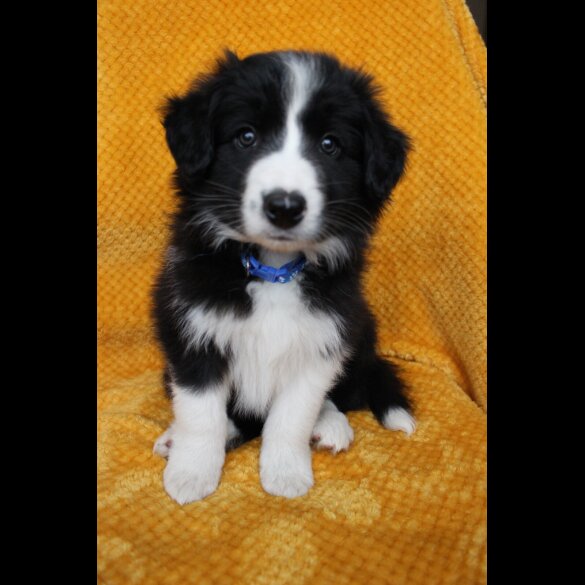 Border Collie - Both