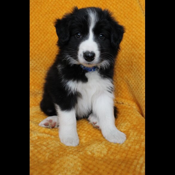 Border Collie - Both