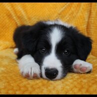 Border Collie - Both