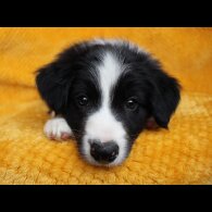 Border Collie - Both