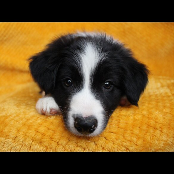 Border Collie - Both