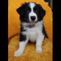 Border Collie - Both