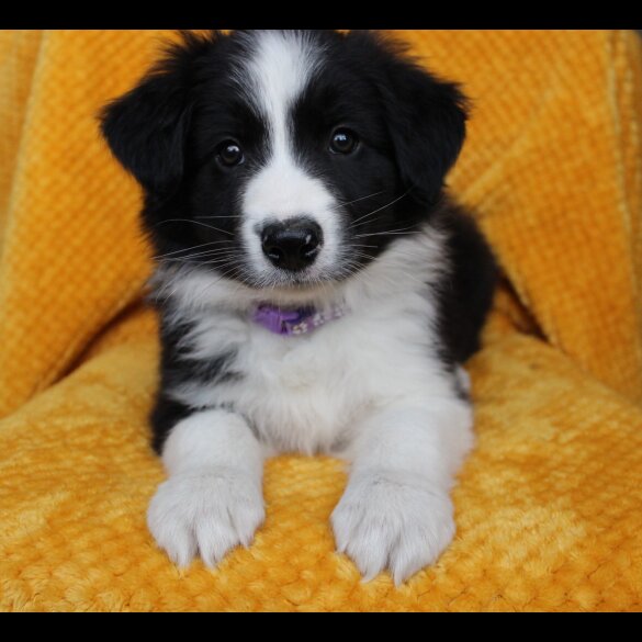 Border Collie - Both