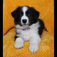 Border Collie - Both