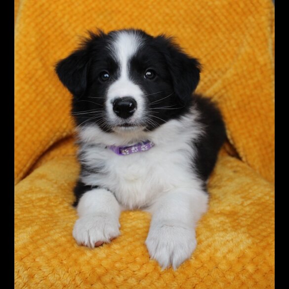 Border Collie - Both