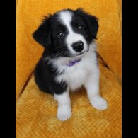 Border Collie - Both