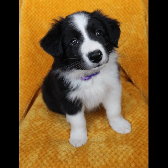 Border Collie - Both