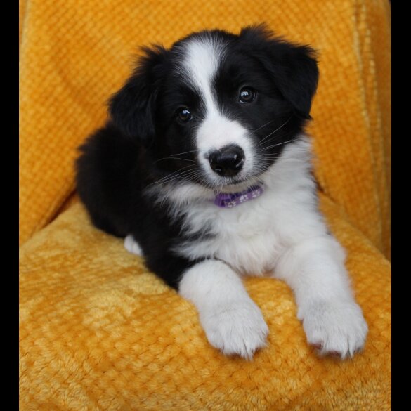 Border Collie - Both