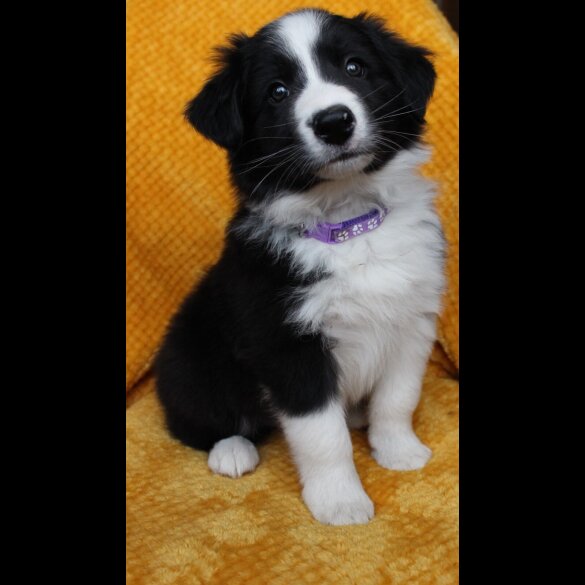 Border Collie - Both