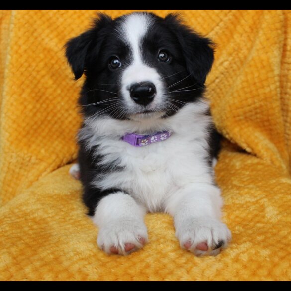 Border Collie - Both