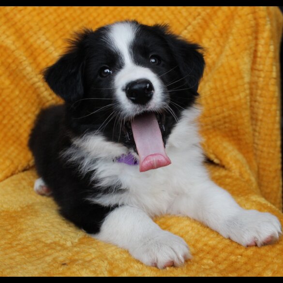 Border Collie - Both