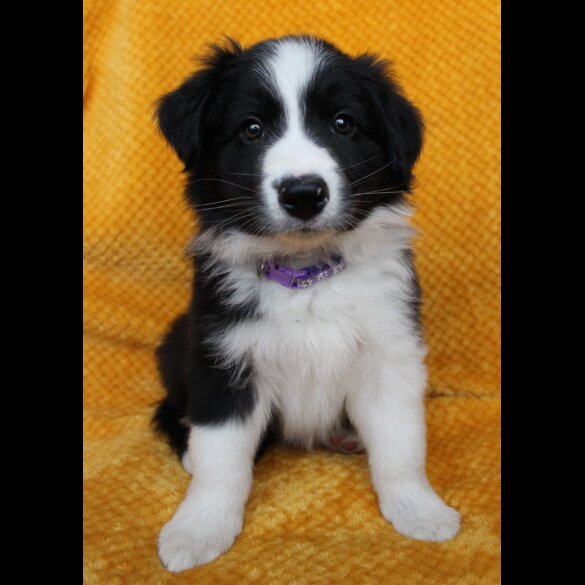 Border Collie - Both