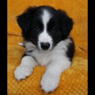 Border Collie - Both