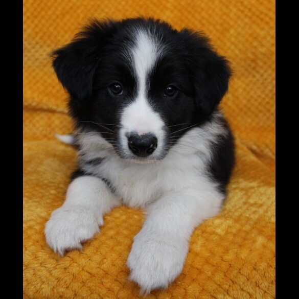 Border Collie - Both