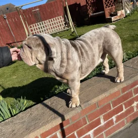 English Bulldog