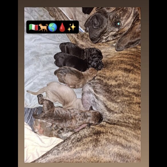 Cane Corso - Both