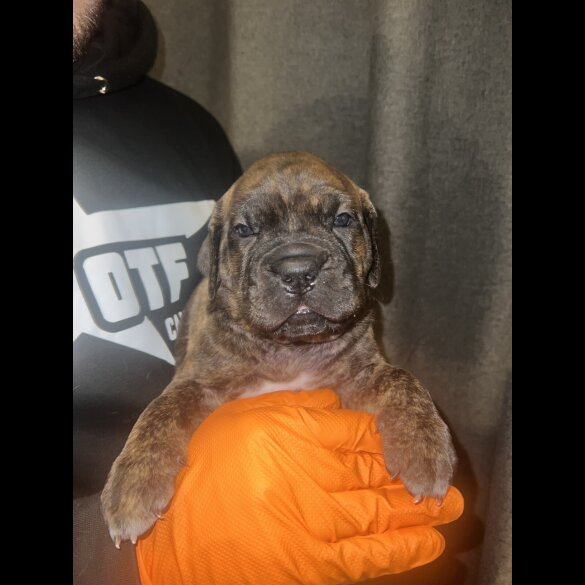 Cane Corso - Both