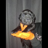 Cane Corso - Both