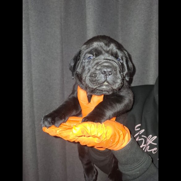 Cane Corso - Both