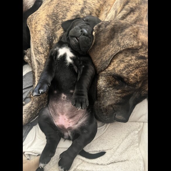 Cane Corso - Both