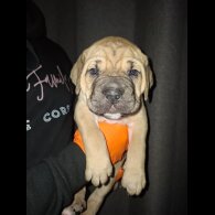 Cane Corso - Both