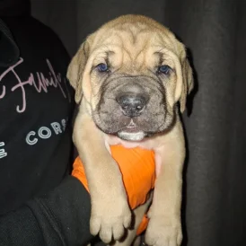 Cane Corso - Both