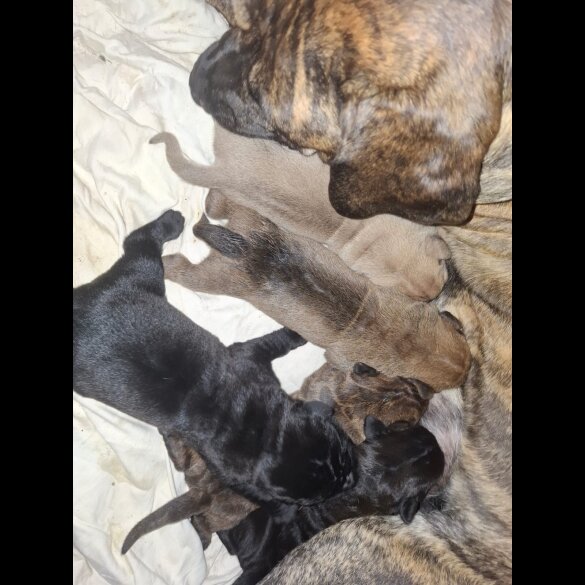 Cane Corso - Both