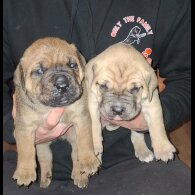 Cane Corso - Both