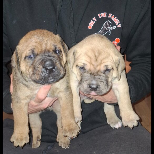 Cane Corso - Both