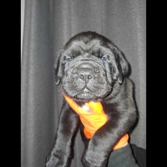 Cane Corso - Both