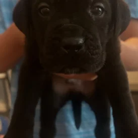 Cane Corso - Both