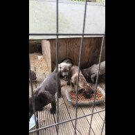 Cane Corso - Both