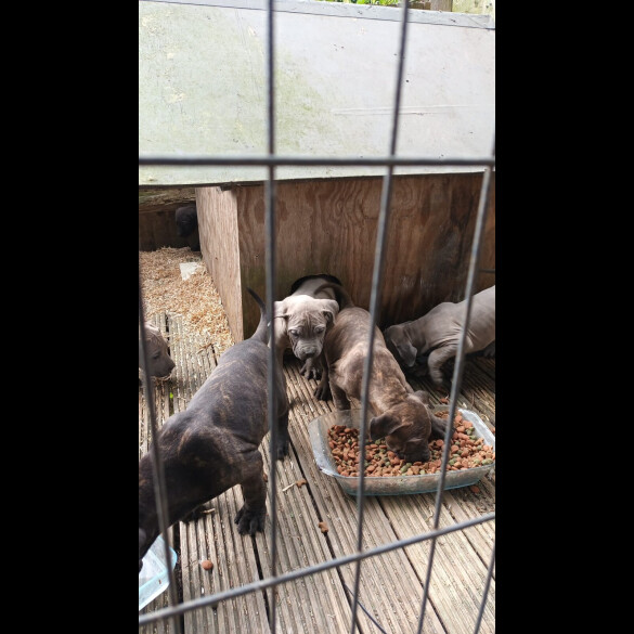 Cane Corso - Both