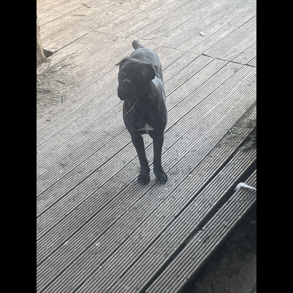Cane Corso - Both