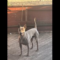 Cane Corso - Both