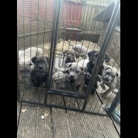 Cane Corso - Both