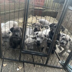 Cane Corso - Both