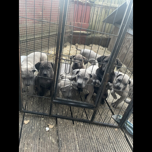 Cane Corso - Both