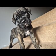 Cane Corso - Both