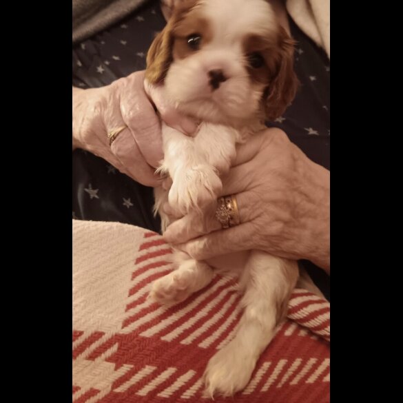 Cavalier King Charles Spaniel - Both