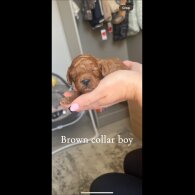 Cavapoo - Both