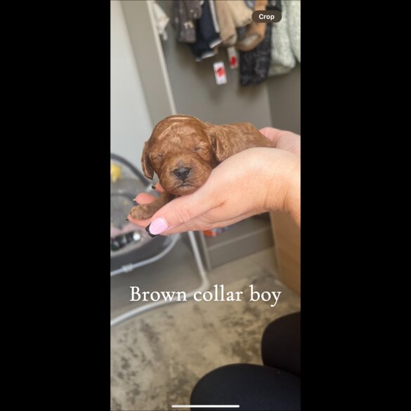 Cavapoo - Both