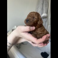 Cavapoo - Both